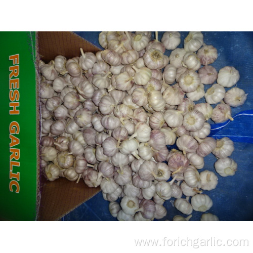 Jinxiang Common White Garlic New Crop